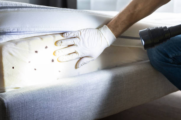 Best Wasp Removal Services  in Half Moon, NC