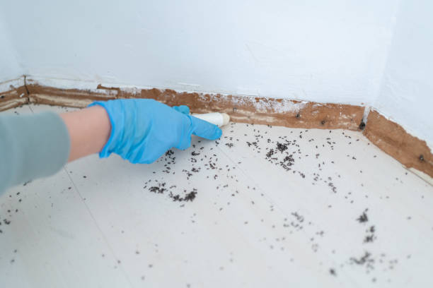Best Local Pest Control Services  in Half Moon, NC